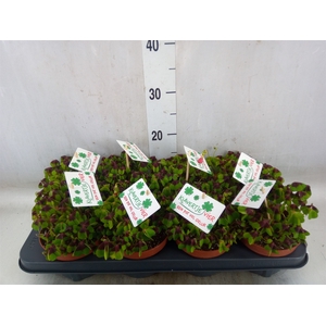 Oxalis deppei