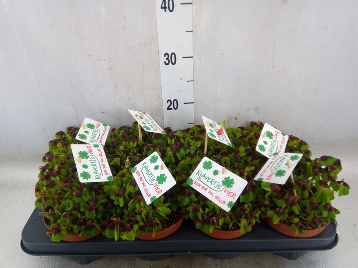 <h4>Oxalis deppei</h4>