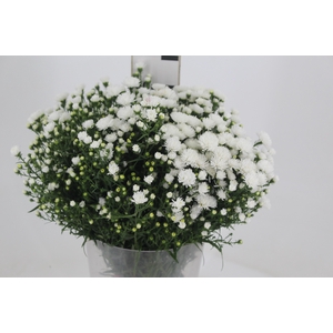 ASTER MARIANA 040 CM
