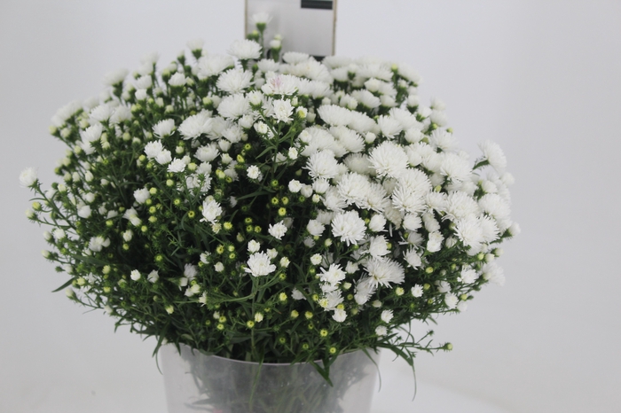 <h4>ASTER MARIANA 040 CM</h4>