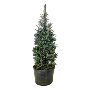 Picea pung. 'Erich Frahm'