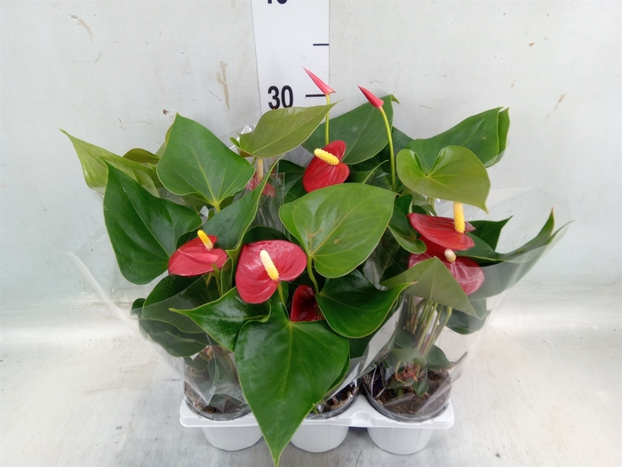 <h4>Anthurium andr. 'Karma Red'</h4>