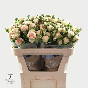 Rosa spray pinky promise
