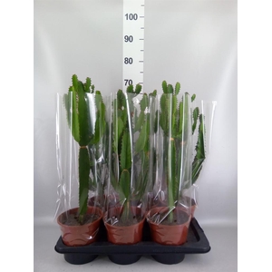 Euphorbia candelabrum