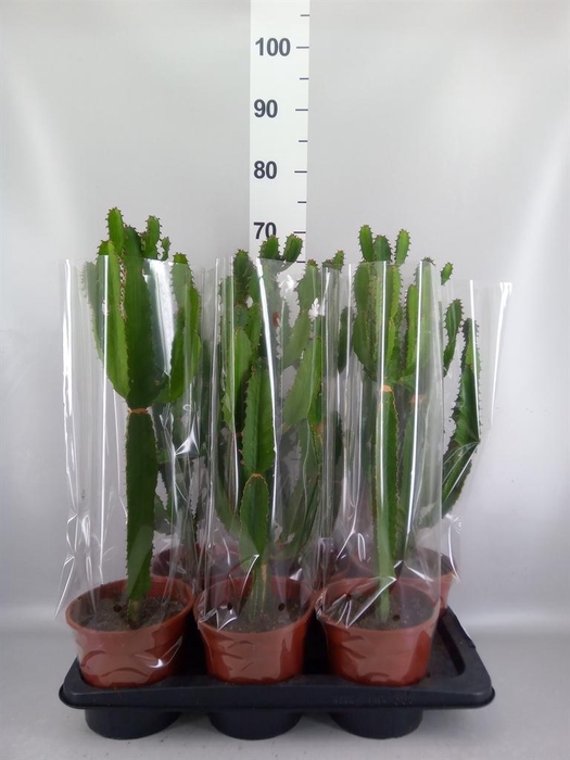 <h4>Euphorbia candelabrum</h4>