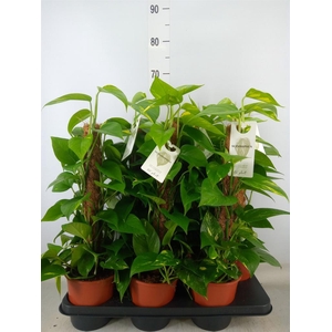 Epipremnum pinn.   ...moss stick