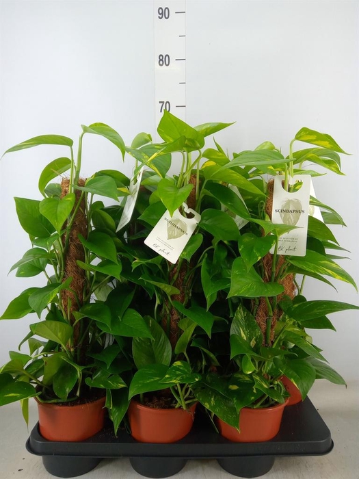 <h4>Epipremnum pinn.   ...moss stick</h4>