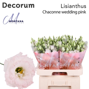 Lisianthus Chaconne wedding pink 70cm