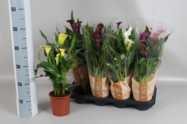 <h4>Zant Gem 5 Kl</h4>