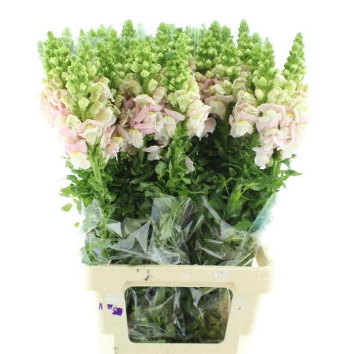 <h4>Antir Op Light Pink</h4>