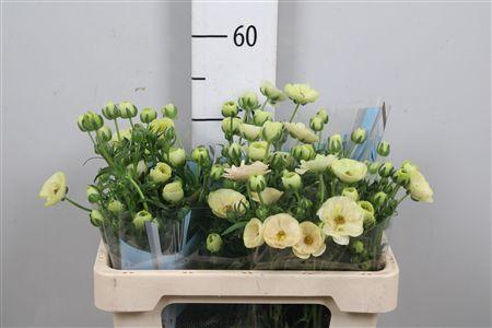 <h4>Ran Butterfly Keramos</h4>