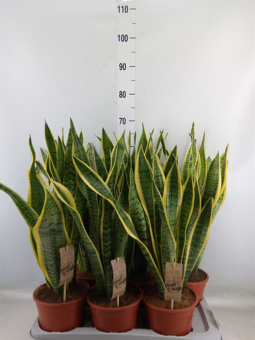 <h4>Sansevieria trifa. 'Laurentii'</h4>