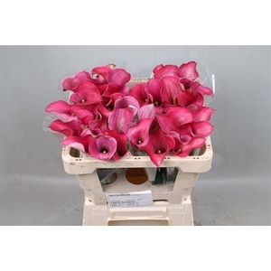 Calla Captain Romance