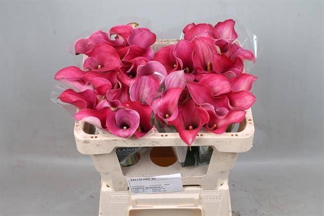 <h4>Calla Captain Romance</h4>
