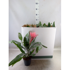 Aechmea fasciata 'Primera'