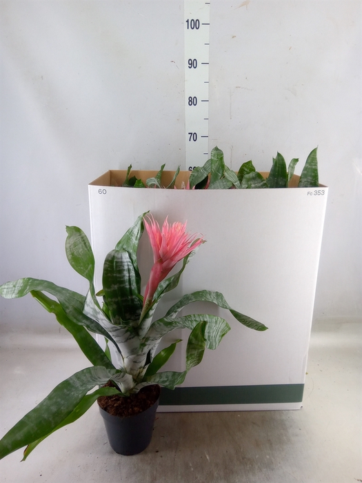 <h4>Aechmea fasciata 'Primera'</h4>