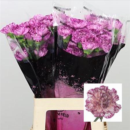 <h4>Di St Blue Copernico</h4>