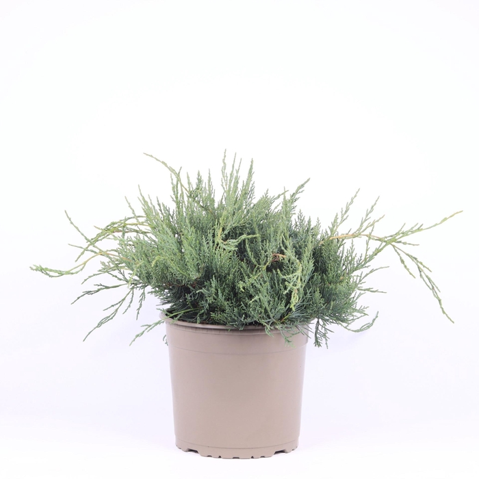 <h4>Juniperus virginiana Grey Owl</h4>