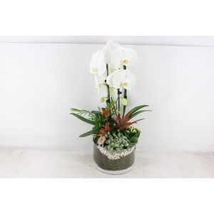 arr2 PL - Glas cilinder phal. wit