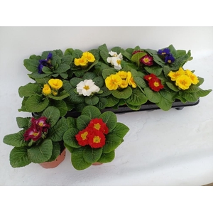 PRIM ACAULIS GEMENGD