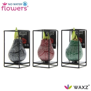 No Water Flowers Waxz® Formz Industrial mix