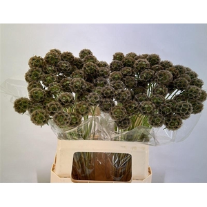 Scabiosa Stellata Zd