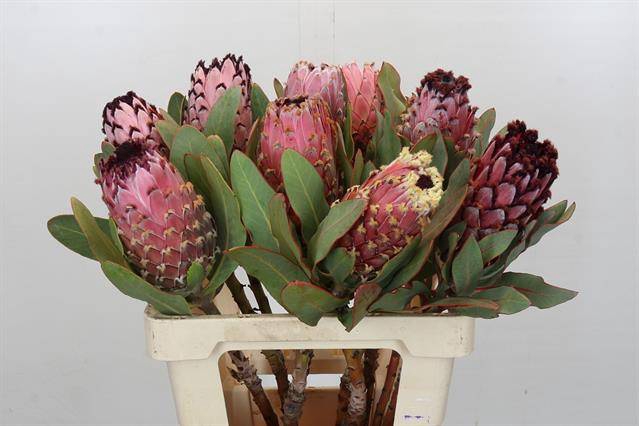 <h4>PROTEA MAGNIFICA</h4>