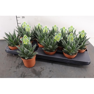 Aloe 9 Cm. P. Tiki Tahi