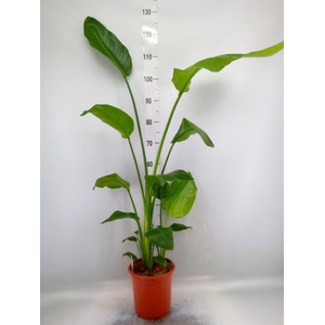 Strelitzia nicolai