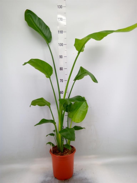 <h4>Strelitzia nicolai</h4>