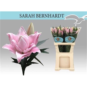 Li Or Du Sara Bernha