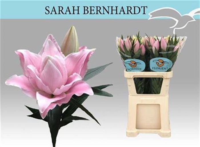 <h4>Li Or Du Sara Bernha</h4>