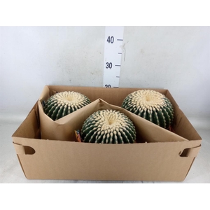 Echinocactus grusonii