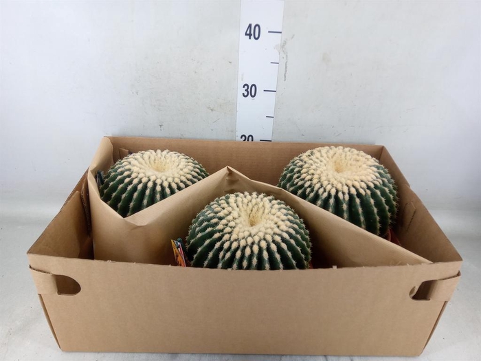 <h4>Echinocactus grusonii</h4>