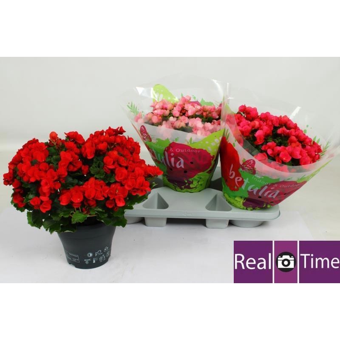 <h4>BEG EN BETULIA GEM</h4>