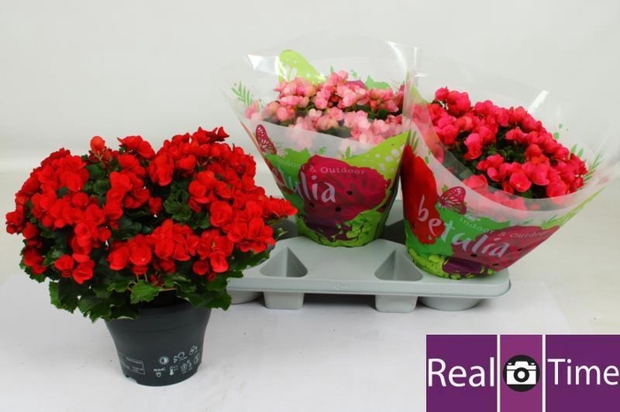 <h4>BEG EN BETULIA GEM</h4>
