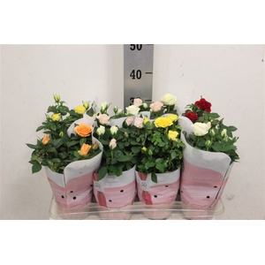 Rosa Amorosa mixed