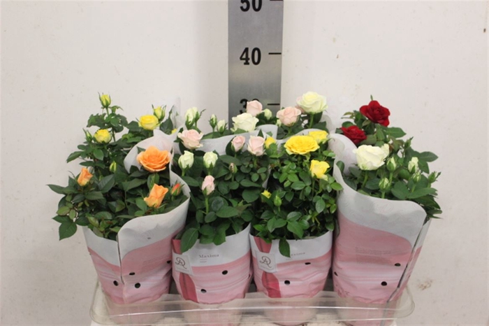 <h4>Rosa Amorosa mixed</h4>