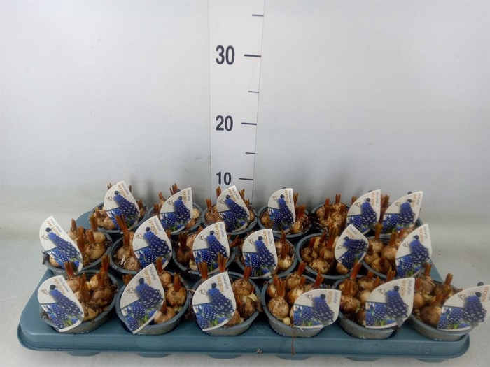 <h4>Muscari 'Night Eyes'</h4>