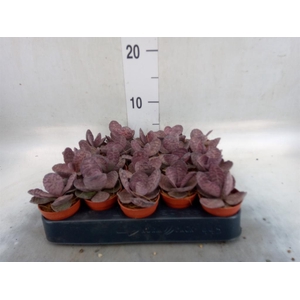Kalanchoe NF   ...