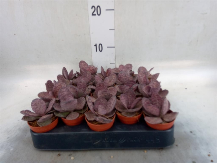 <h4>Kalanchoe NF   ...</h4>