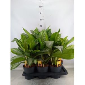 Aglaonema   ...mix
