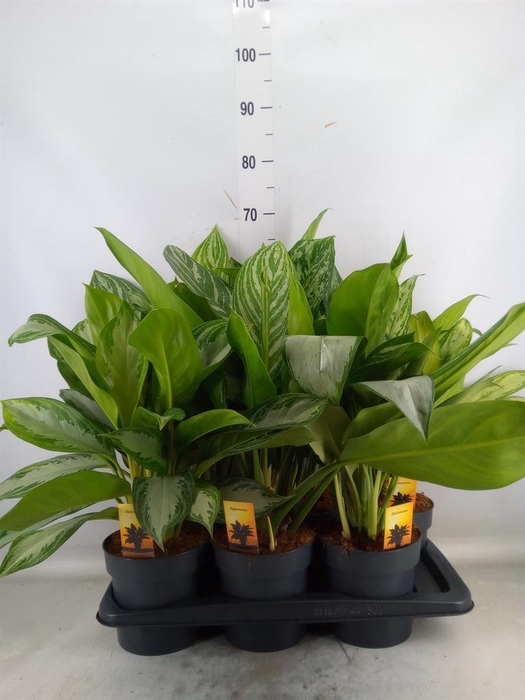 <h4>Aglaonema   ...mix</h4>