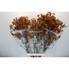 Anigozanthos Gold Fever