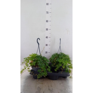 Parthenocissus inserta