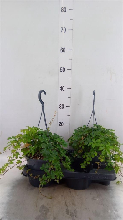 <h4>Parthenocissus inserta</h4>