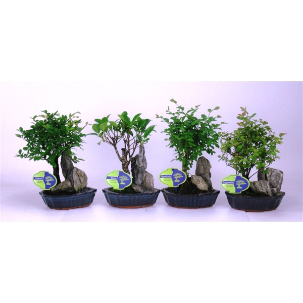 <h4>Bonsai mix, indoor, 16 cm., with rock, without drip tray</h4>