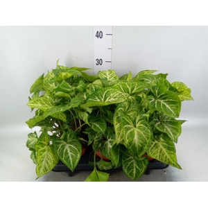 Syngonium  'Arrow'