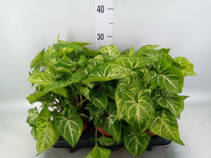 Syngonium  'Arrow'