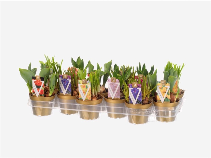 <h4>Bollen mix 10 cm</h4>